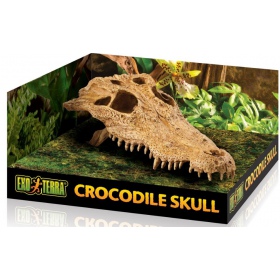 Exo Terra T-Rex skull (dinosaur skull)